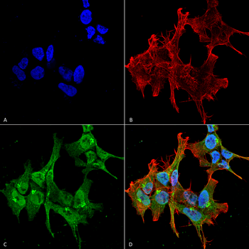 Piccolo Antibody (Biotin)