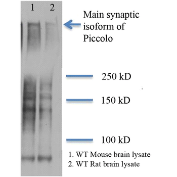 Piccolo Antibody (HRP)