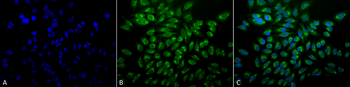 GRP78 Antibody (FITC)