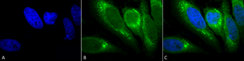 GRP78 Antibody (PerCP)