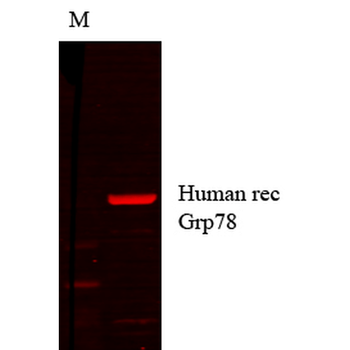 GRP78 Antibody (PerCP)