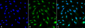 MDC1 Antibody (Biotin)