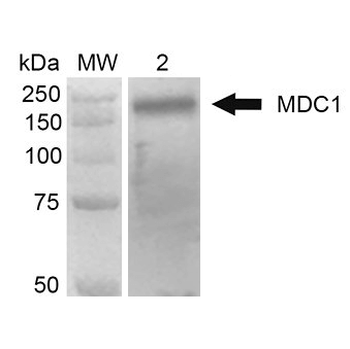 MDC1 Antibody (Biotin)