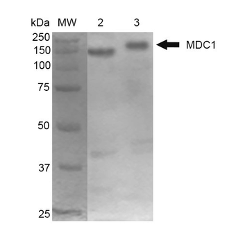 MDC1 Antibody (Biotin)