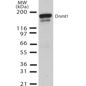 DNMT1 Antibody (HRP)