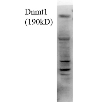 DNMT1 Antibody (RPE)