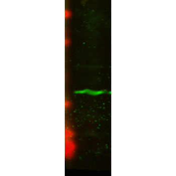 CENPA Antibody (APC)