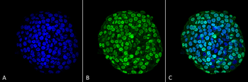CENPA Antibody (FITC)