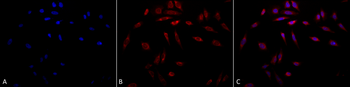 HSP47 Antibody (FITC)