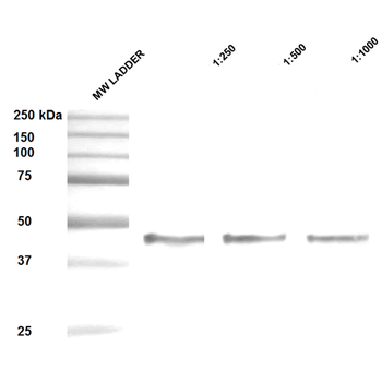 HSP47 Antibody (HRP)