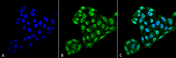 PDI Antibody (PerCP)