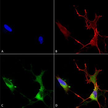Cav1.2 Antibody (Biotin)