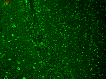 Cav1.2 Antibody (Biotin)