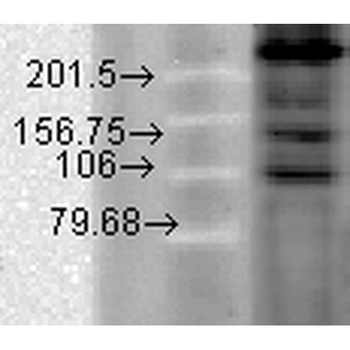 Cav1.2 Antibody (Biotin)