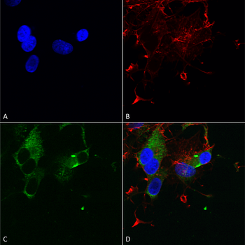 Cav1.3 Antibody (FITC)