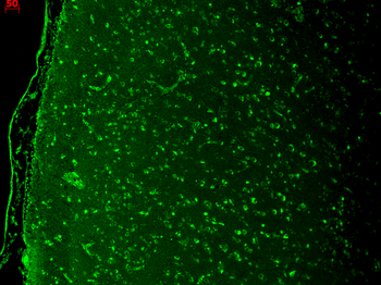 Cav1.3 Antibody (FITC)