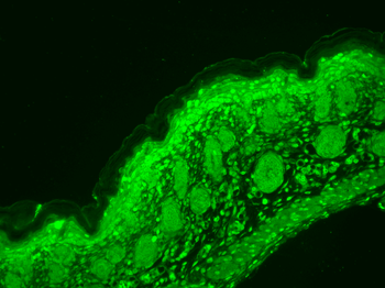 Cav1.3 Antibody (PerCP)