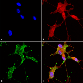 Cav3.2 Antibody (APC)