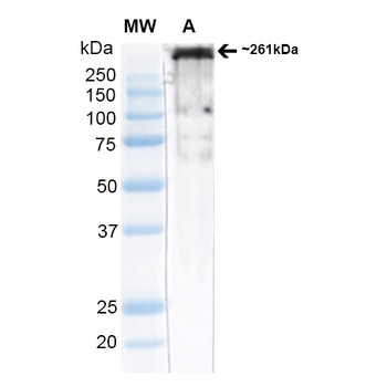 Cav3.2 Antibody (APC)