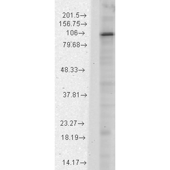 HCN1 Antibody (APC)