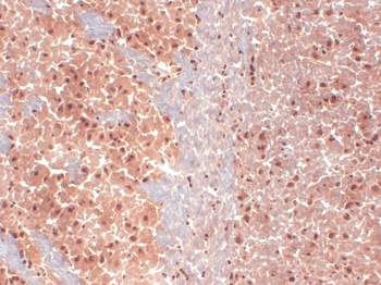 HCN1 Antibody (APC)