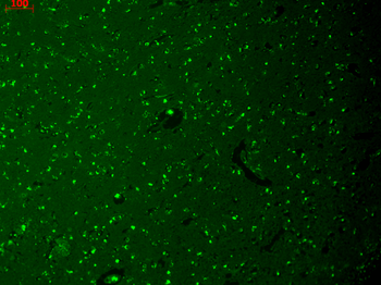 HCN1 Antibody (APC)