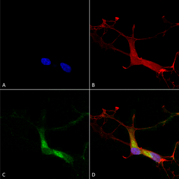 HCN1 Antibody (Biotin)