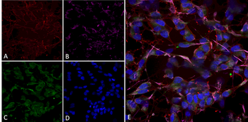 HCN2 Antibody (Biotin)