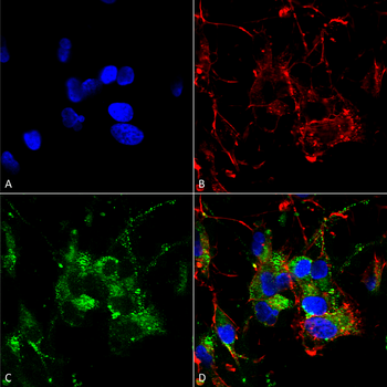 HCN2 Antibody (PerCP)