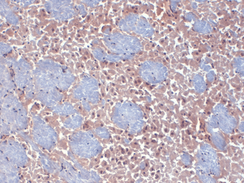 HCN2 Antibody (PerCP)