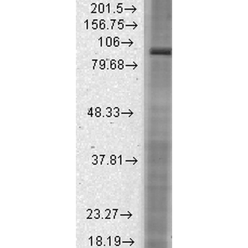 HCN2 Antibody (PerCP)
