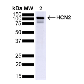 HCN2 Antibody (RPE)