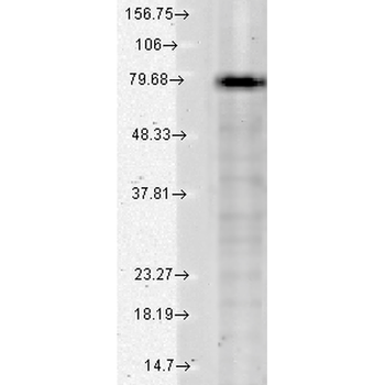KCNQ1 Antibody (APC)