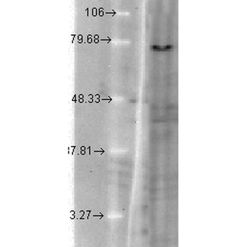 KCNQ1 Antibody (APC)