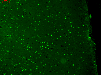 KCNQ1 Antibody (HRP)