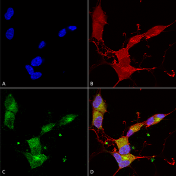 KCNQ4 Antibody (APC)