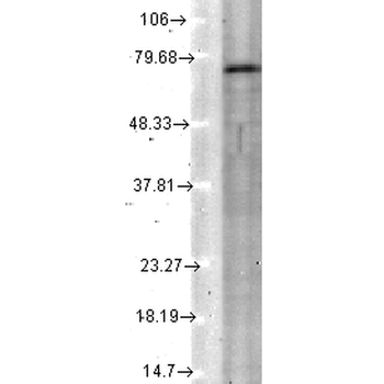 KCNQ4 Antibody (APC)