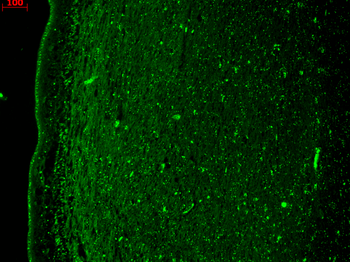 KCNQ4 Antibody (APC)