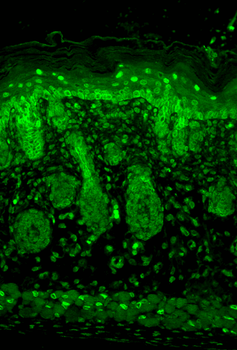 Kir2.1 Antibody (APC)