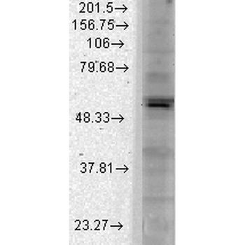 Kir2.1 Antibody (APC)