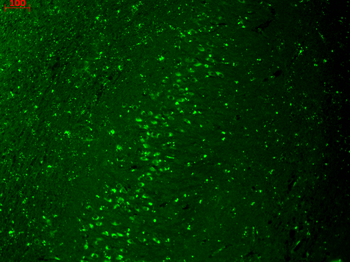 Kir2.1 Antibody (Biotin)