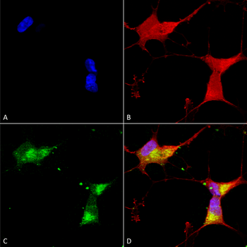 Kir2.1 Antibody (HRP)