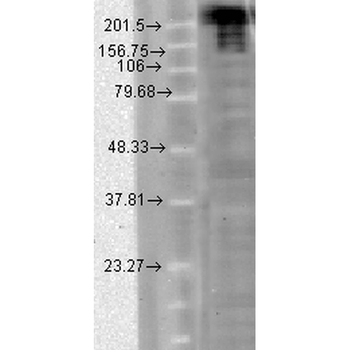 Nav1.7 Antibody (PerCP)