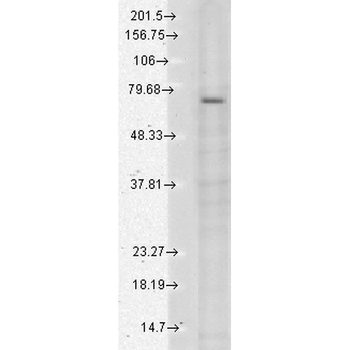 TRPV3 Antibody (RPE)