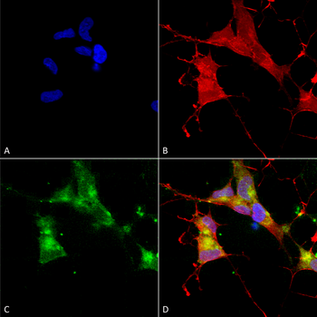 HCN4 Antibody (APC)