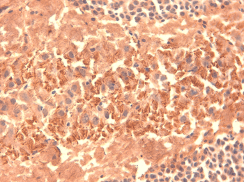 HCN4 Antibody (APC)