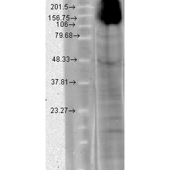HCN4 Antibody (APC)