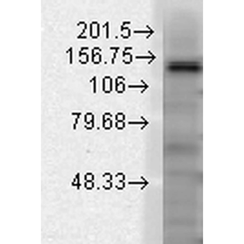 Slo2.2 Antibody (APC)