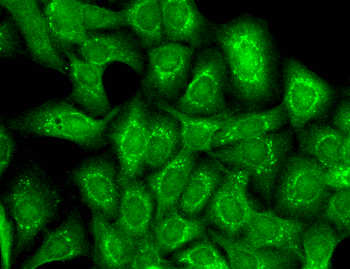 Slo2.2 Antibody (Biotin)