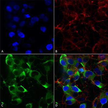 Slo2.2 Antibody (FITC)